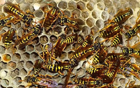 Wasps
