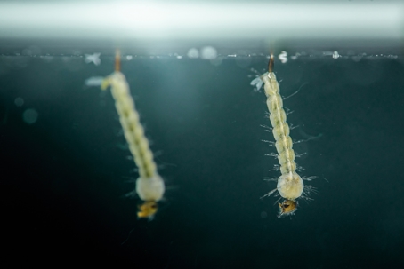 Mosquito-Regulations-Morristown